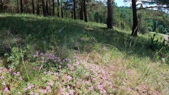 Едем за белоголовником. Прогулка по сосновому бору смотреть онлайн