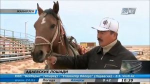Адаевские лошади
