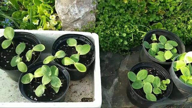 ПОМИДОРЫ КАБАЧКИ И ТЫКВА ПРАВИЛЬНО ДЕЛАТЬ РАССАДУ смотреть онлайн