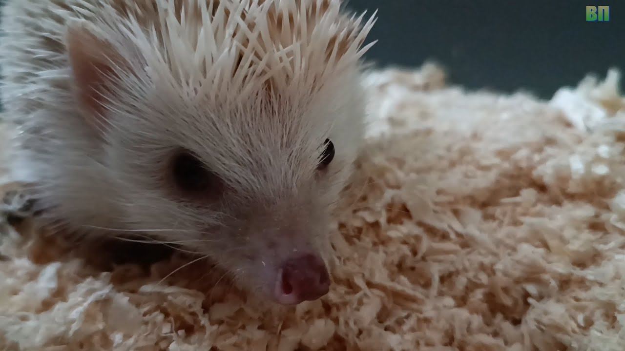 Вещи из машины | Очередная уборка у ежа | Влог #112 смотреть онлайн