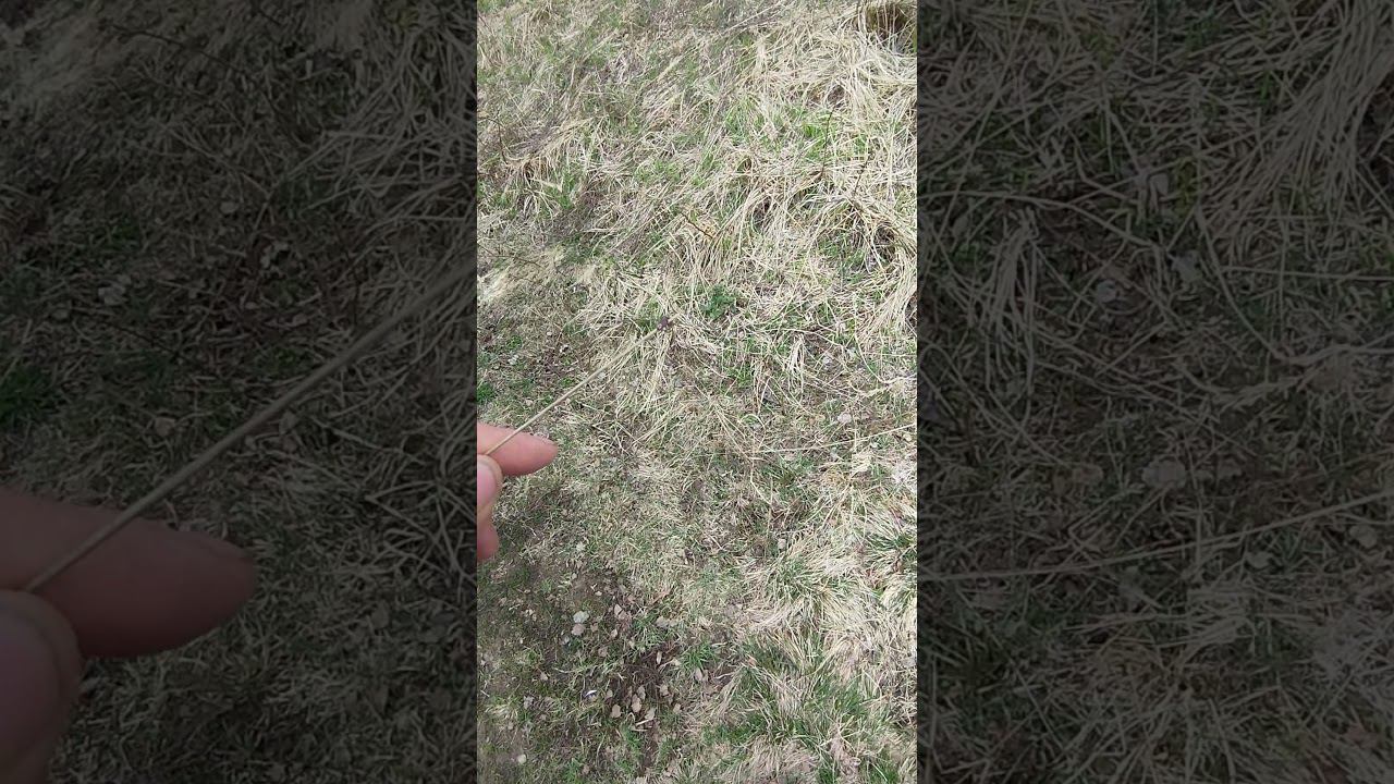 Клещей полно будьте аккуратней.#клеши #рыбалка #shortvideo #fishing #fishingvideo смотреть онлайн