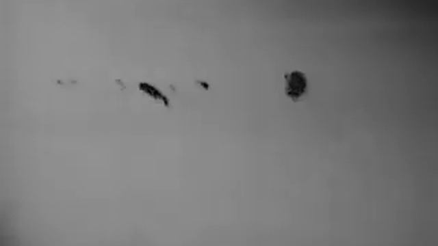 Wild Boar Hunting With THERMAL JAHNKE THERMAL 2 Termowizja Boars Hog Hunting Thermovision