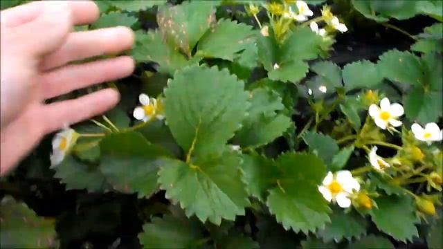 Клубника Крапо 10. Начала завязываться ягода в открытом грунте в 2021 году смотреть онлайн