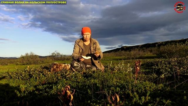 Грибы выше деревьев, или поиск подосиновиков и белых грибов в тундре на Кольском полуострове! смотреть онлайн