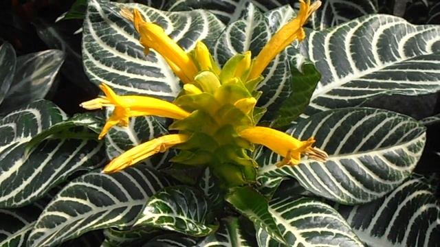 Afelandra: Aphelandra squarrosa (www.riomoros.com) смотреть онлайн