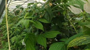 Выращивание малины в теплице ХМАО Югра Белоярский