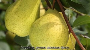 Груша Сказочная