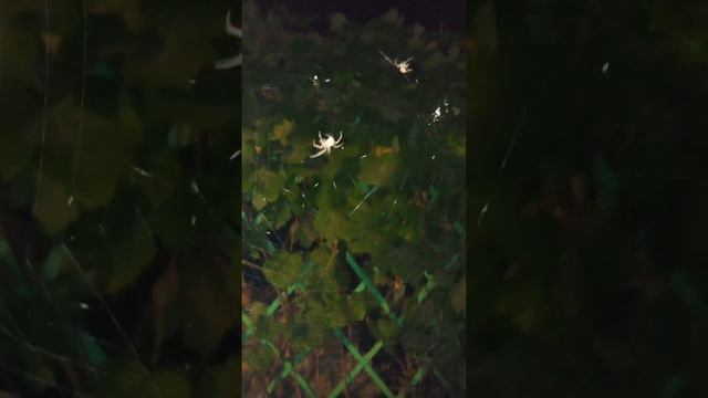 #дача #пауки #казань #смотрикакаякрасота смотреть онлайн