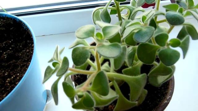 Нежные белые цветочки Кислицы (Клевер счастья) умеют удивлять. смотреть онлайн