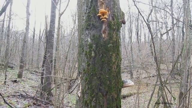 Зимние опята. Состав, польза и лечебные свойства фламмулины. смотреть онлайн