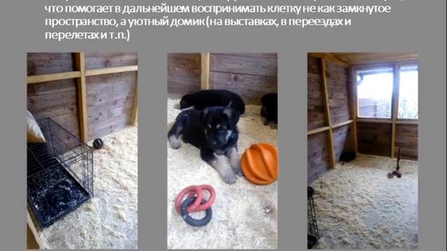 Щенки ВЕО АЛВО РОСС: как растут наши маленькие чемпионы смотреть онлайн