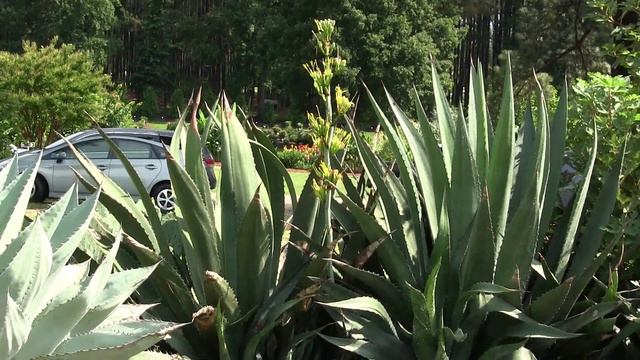 Gardening Unplugged - Growing Agaves in the Southeast with Tony Avent смотреть онлайн
