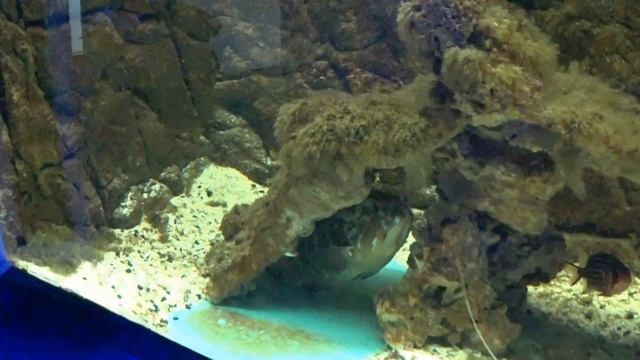 Мыс Греко / Аквариум в Протарасе / И катаемся по окрестностям Кипра смотреть онлайн