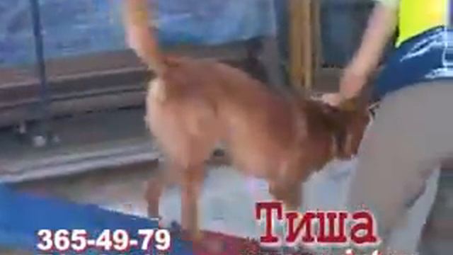 Звериная компания 15 июля 2008 года