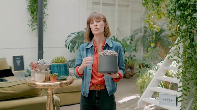 Succulents - Top houseplants 🌞🌱 смотреть онлайн