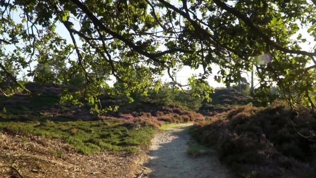 Музыка для медитации. Лес смотреть онлайн