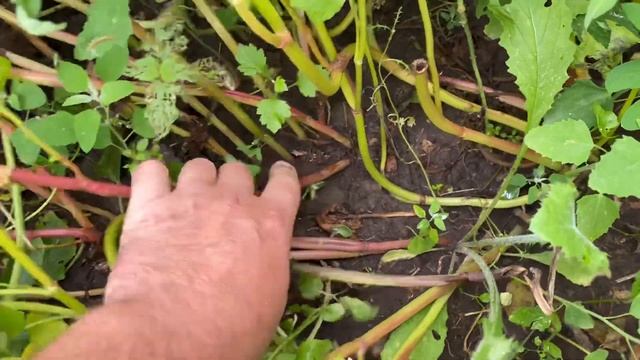 Как растёт гречка?|| Влог Львовская область смотреть онлайн