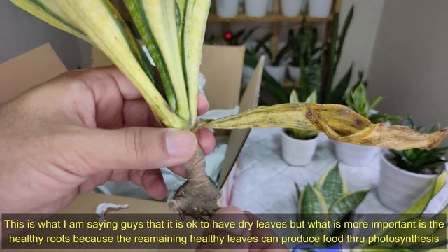 Snake Plants Unboxing - Asahi Sansevieria, Lucille Polan Hahnii And Yellow Hahnii Swirl
