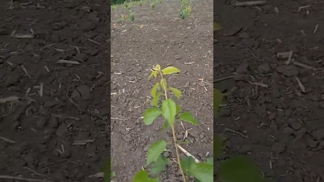 Отгибание ветвей черешни смотреть онлайн