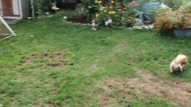 Чихуахуа Торри и Шарик на даче! смотреть онлайн