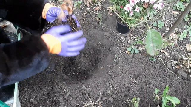 ПОСАДИТЬ КЛЕМАТИС⁉️ 🏵🏵🏵 ... ЛЕГКО☝️🤩 САМЫЙ НАДЁЖНЫЙ СПОСОБ 🤩👍👍👍.. смотреть онлайн