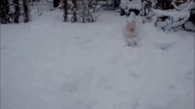 Щенок Вест Хайленд Вайт Терьер. Первый снег...)) смотреть онлайн