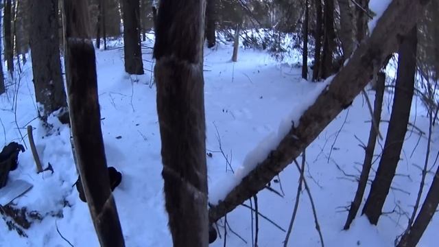Охотник-промысловик сегодня... Кто это? Обзор лыж. Проверка капканов. смотреть онлайн