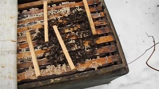 зимний осмотр пчел - что смотреть и что делать? смотреть онлайн