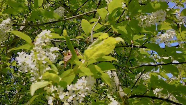 Куршская коса. Маршрут Королевский бор смотреть онлайн