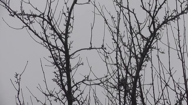 Важнейшая новость! Куда пропали воробьи и бабочки?!