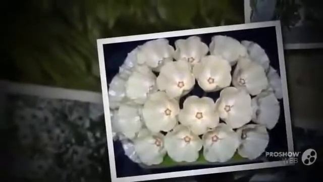Цветы Хойя (Hoya flower) смотреть онлайн