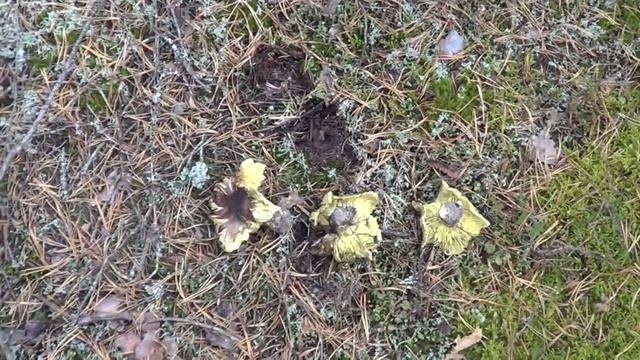 Как собирать грибы. Часть 1 смотреть онлайн