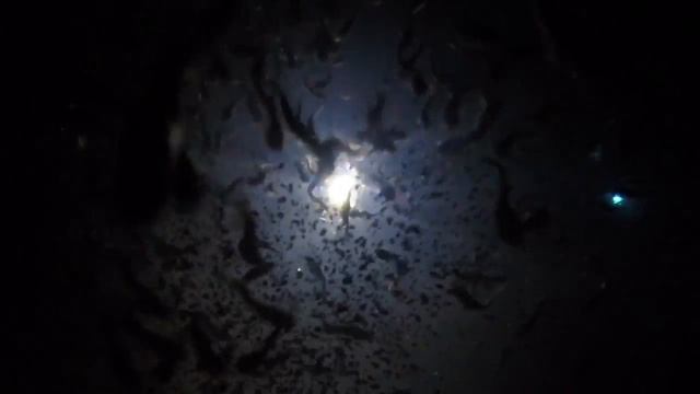 АкваПром: Клариевый сом, кормление биомар1.1 подводная сьемка смотреть онлайн