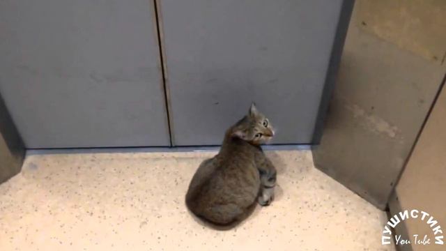 Зашла я как то в лифт, а за мной увязался кот... смотреть онлайн