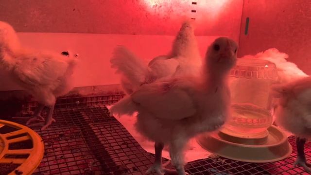 Расклёв цыплят (каннибализм)методы лечения и предотвращения. смотреть онлайн