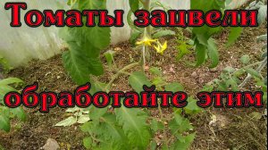 Томаты зацвели обработайте этим