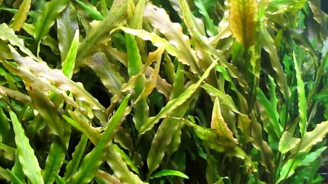 АКВАРИУМ 370л 08 06 2016 г Тверь смотреть онлайн