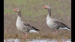 Звуки гусей. - Voice geese