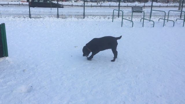 Ирма на собачьей площадке. Прогулка на собачьей площадке. Прогулка с собакой. / Dog walk. смотреть онлайн