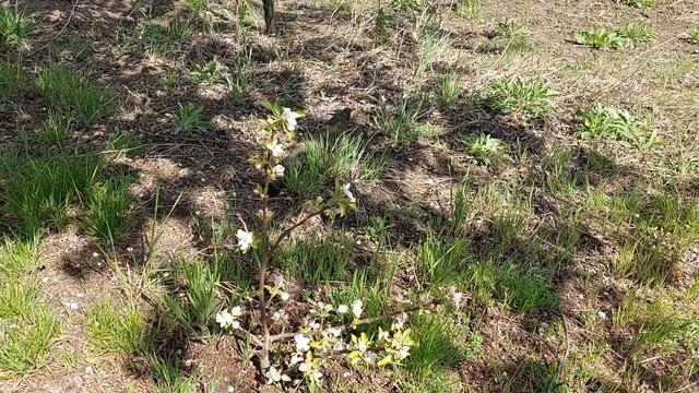 Саженец яблони, полученый воздушным отводком. смотреть онлайн