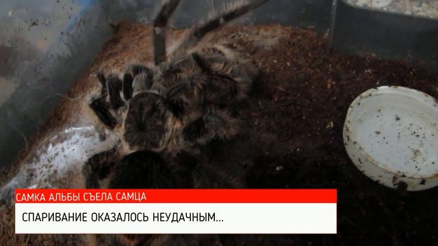 Неудачное спаривание смотреть онлайн