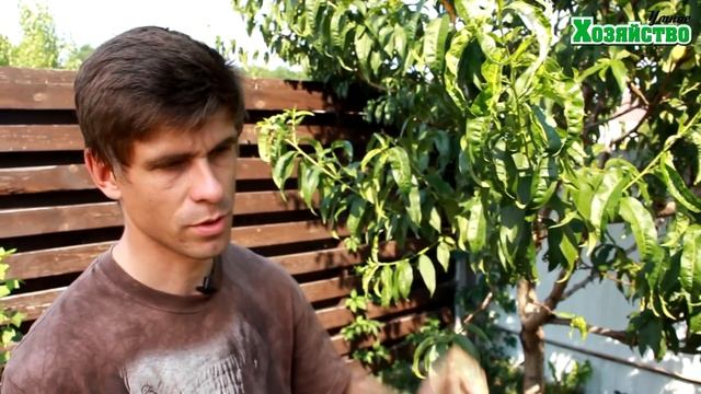 Мучнистая роса на Персике - Способ лечения смотреть онлайн