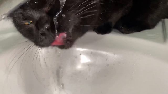 Наш котик Том | Чёрный Британский кот | Забавное видео с котом смотреть онлайн