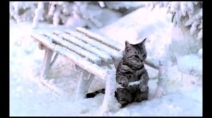 Реклама Вискас -  Кот