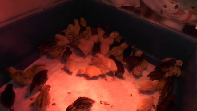 ПЕРЕПЕЛА Секреты ухода и содержания за новорожденными перепелятами смотреть онлайн