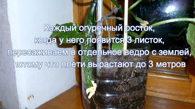 Свежие огурчики к 8 Марта, или как вырастить огурцы на подоконнике смотреть онлайн