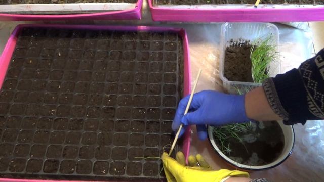 Лук репка из семян за один сезон. Часть 2. Пикировка, перевалка и вынос рассады лука в теплицу. смотреть онлайн