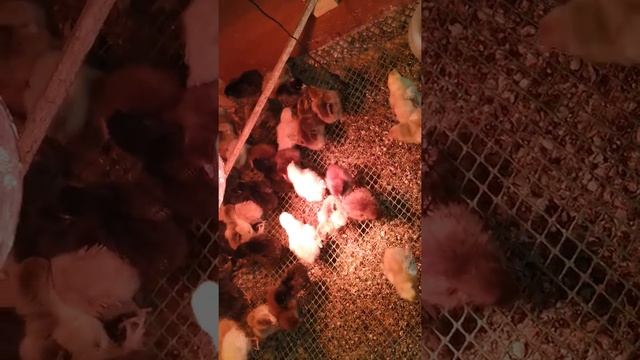 6 дней цыплятам. И 26 день инкубации цесарок. смотреть онлайн