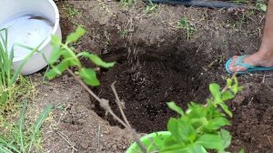 Как посадить гортензию? Посадка гортензии в грунт.