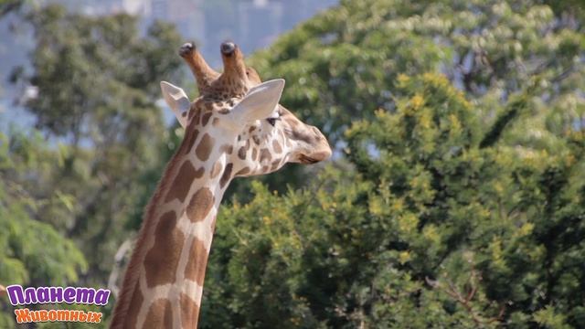 Домашние и Дикие Животные для Детей + Учим Животных +Как говорят Животные + Звуки и Голоса Животных смотреть онлайн